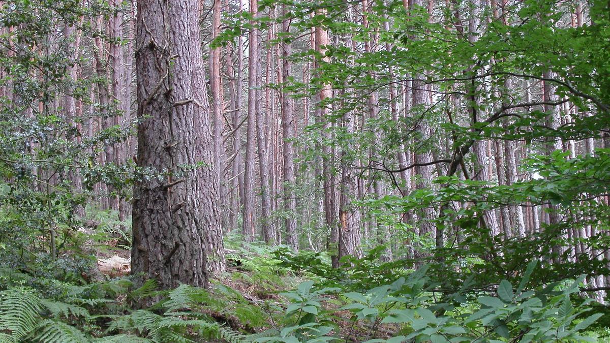 Los bosques son básicos para capturar CO2