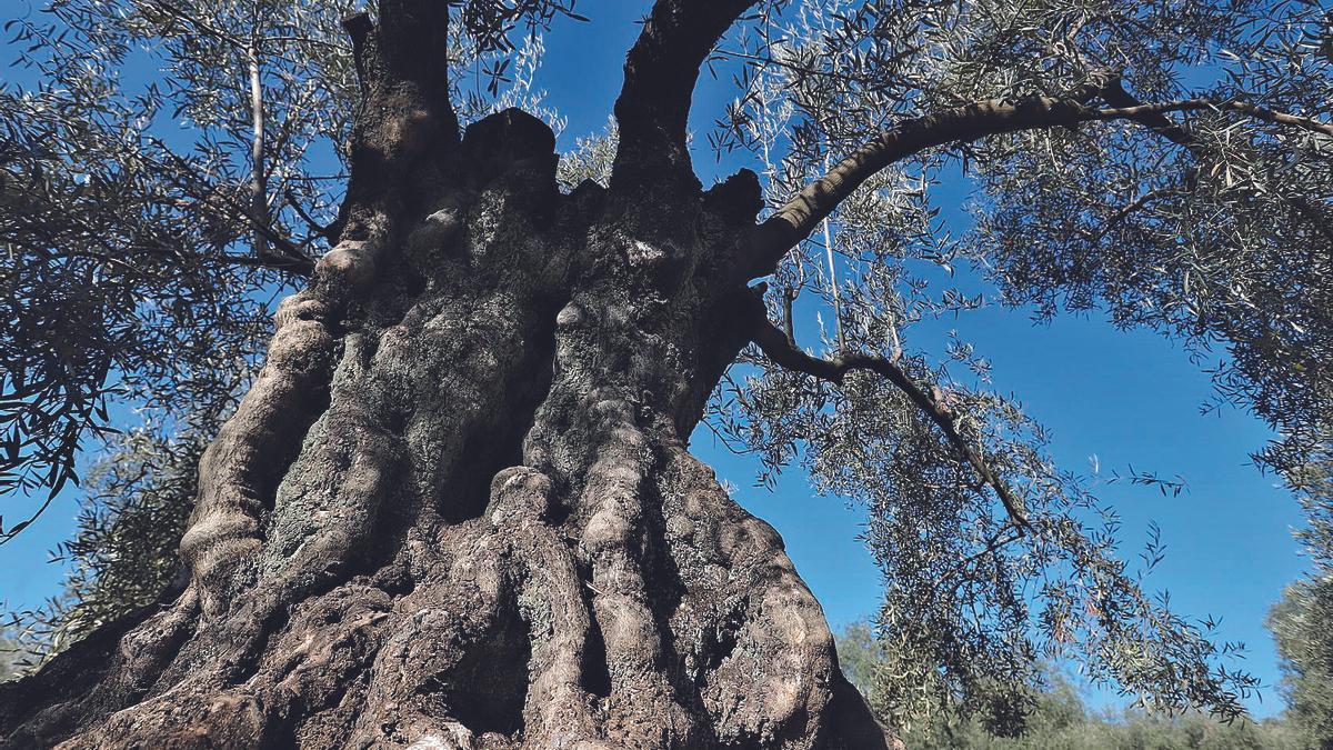 Enorme tronco de un olivar centenario de un solo pie situado en la provincia de Córdoba.