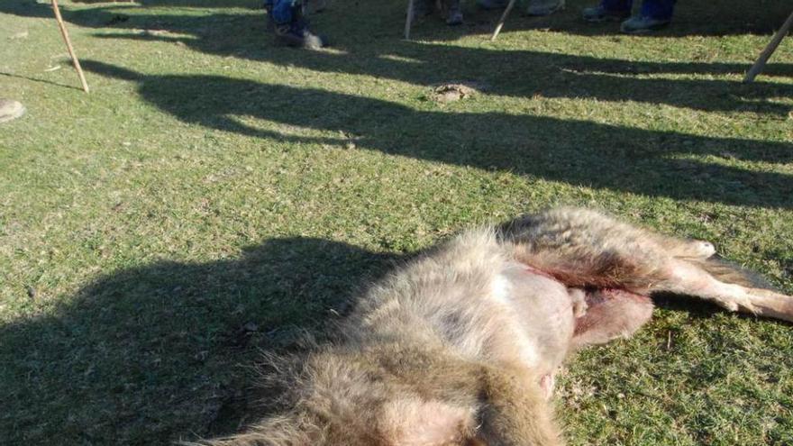 Un lobo muerto durante una batida legal en la zona del Caudal.