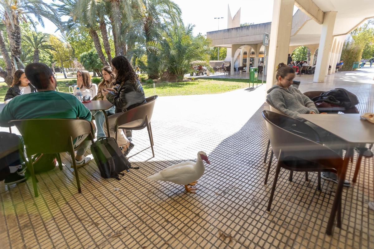 Una oca en una de las cafeterías de la UA