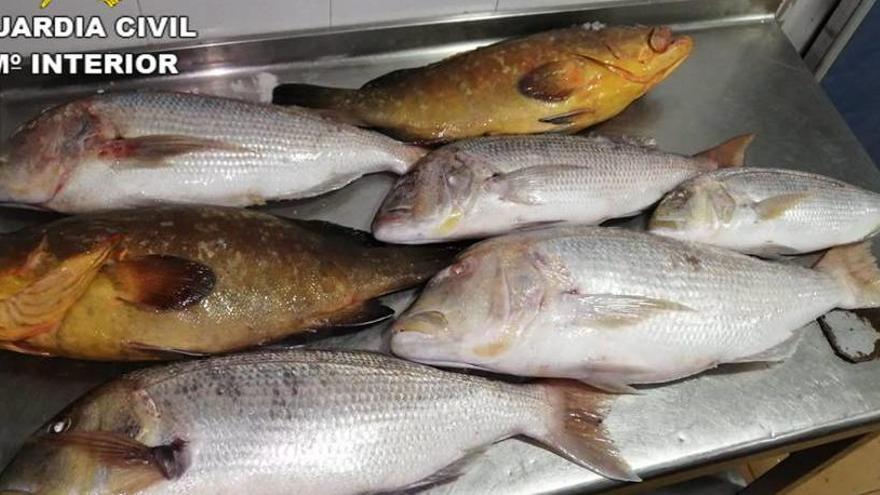 La Guardia Civil incauta 800 kilos de pescado irregular en cuatro locales de Torrevieja