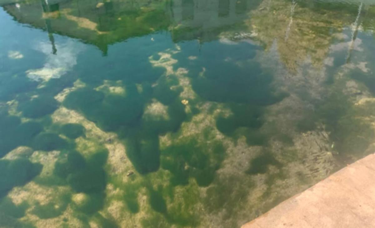 La Font Gran de Simat de la Valldigna está llena de 'borró" pero no contaminada, según el ayuntamiento