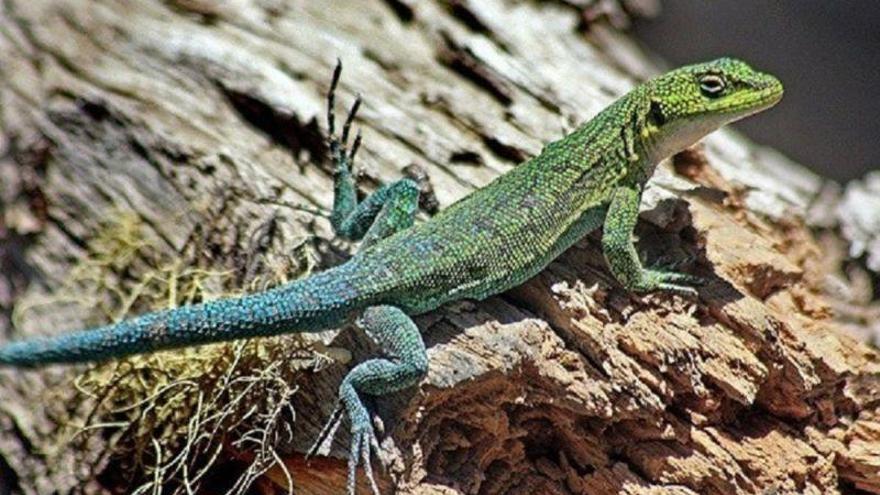 Las lagartijas sudamericanas desafían la naturaleza con su forma de reproducción