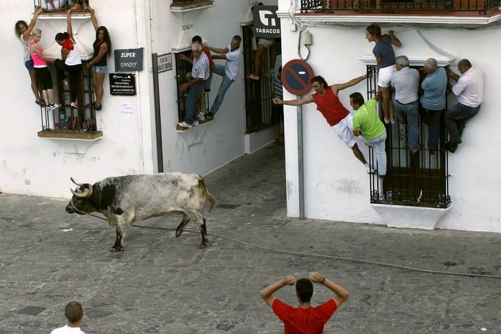 People hold onto windows to avoid a bull during the 'Toro de Cuerda' festival in Grazalema