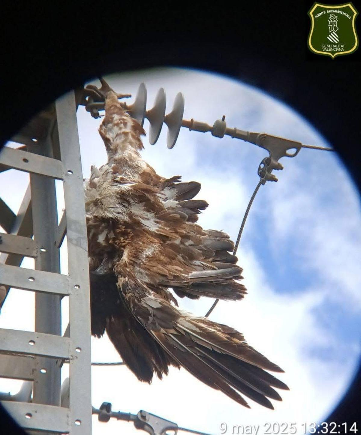 El cadáver del águila real aparece enganchado en la torre que le ha costado la vida.