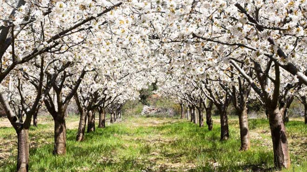 El Valle del Jerte celebra la Fiesta del Cerezo en Flor