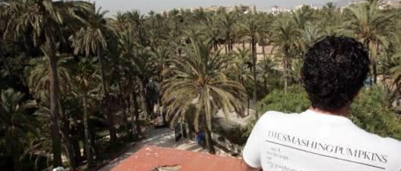 Vistas al Palmeral desde la sede ilicitana de la Estación Phoenix, ahora cerrada.