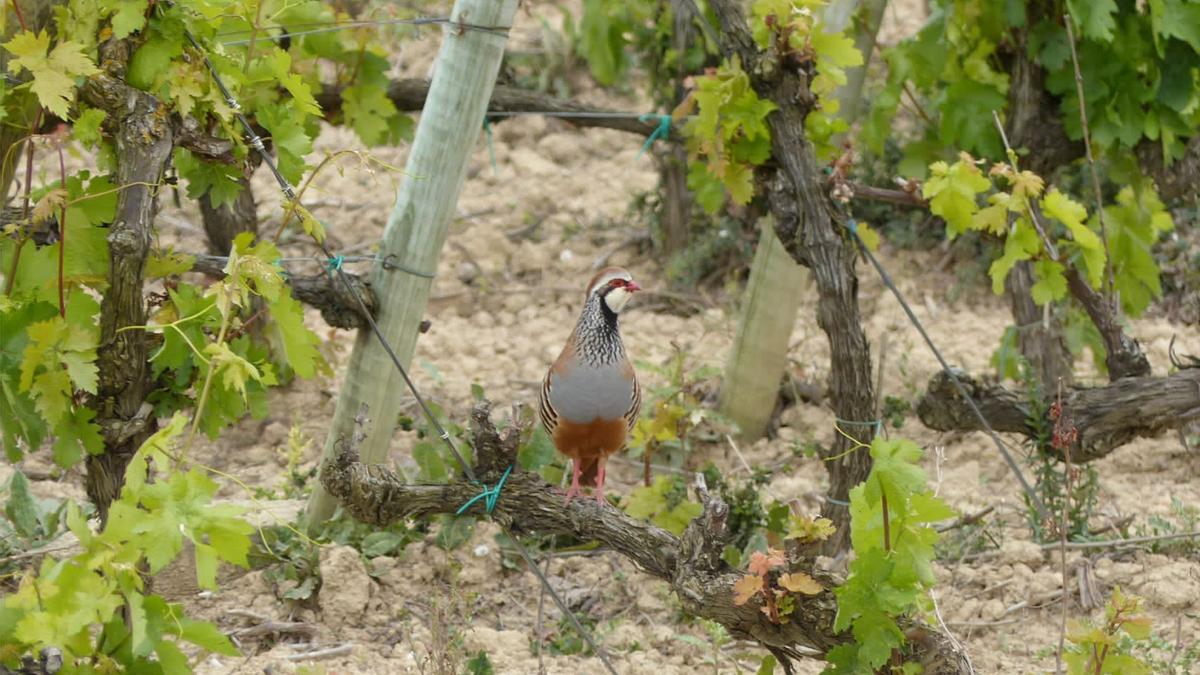 En la Comunitat Valenciana son muchos los cotos y los cazadores que participan en la gestión y recuperación de la perdiz roja