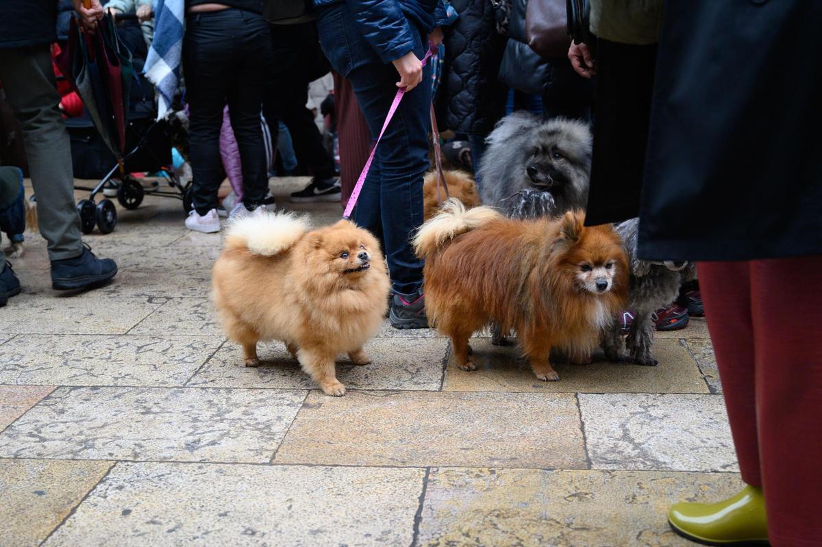 La nova llei de benestar animal dota de major protecció als animals.