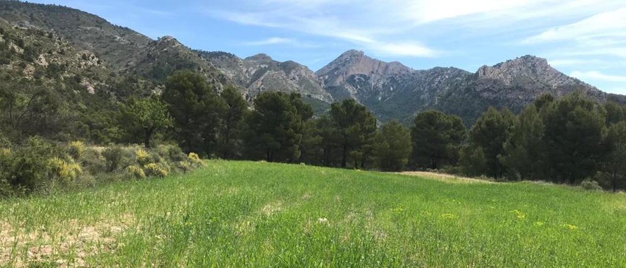 Uno de los enclaves del Paisaje Protegido de las Sierras del Maigmó y del Cid.