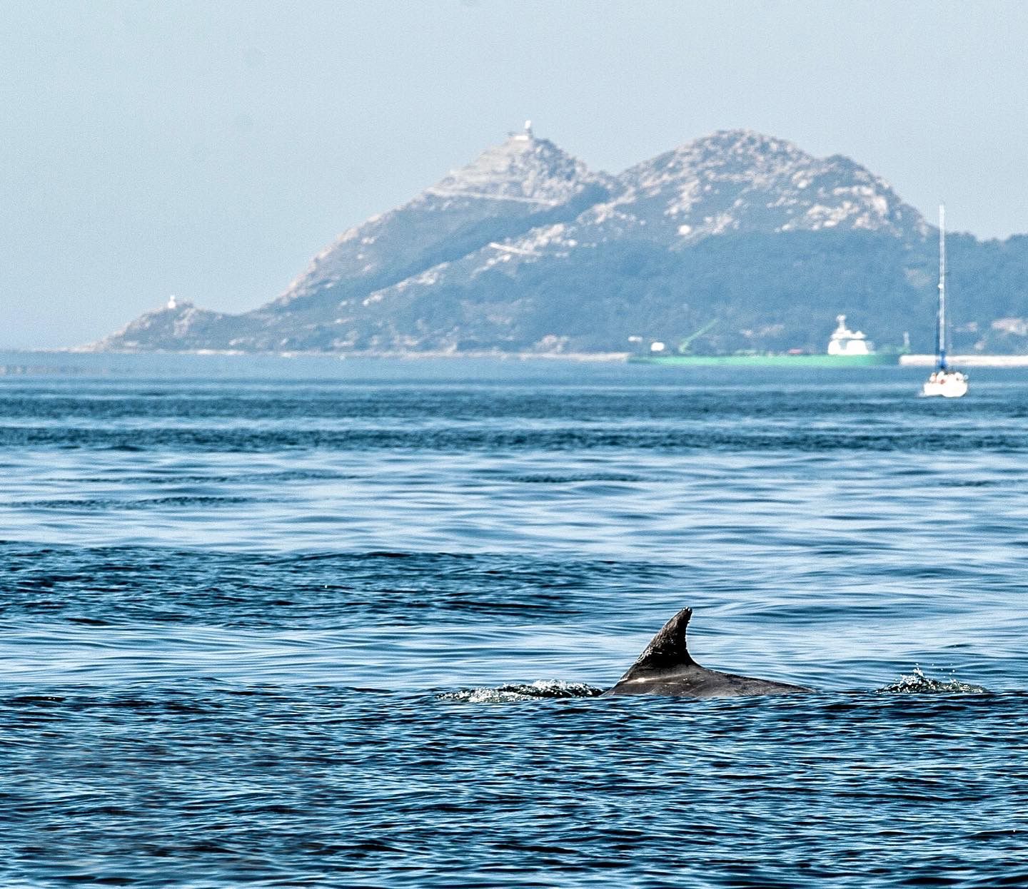 El posado de los delfines en la ría de Vigo
