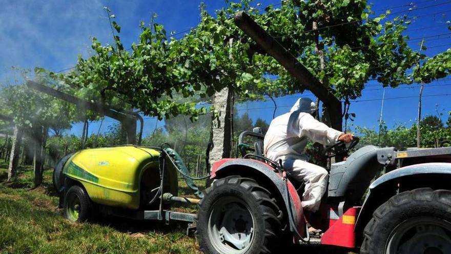 Viticultores aplican tratamientos fitosanitaros en una finca de O Salnés. // Iñaki Abella