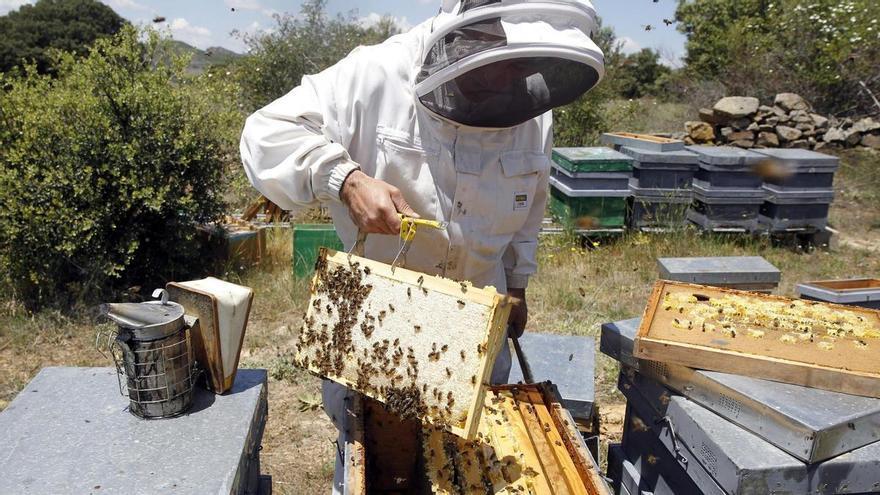 Las organizaciones agrarias extremeñas alertan de hasta un 100% de mortandad en colmenares y piden controlar al abejaruco