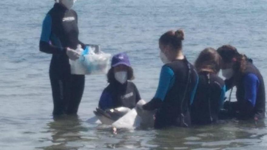 Personal del Oceanogràfic de València atiende al delfín herido en la Playa de San Juan