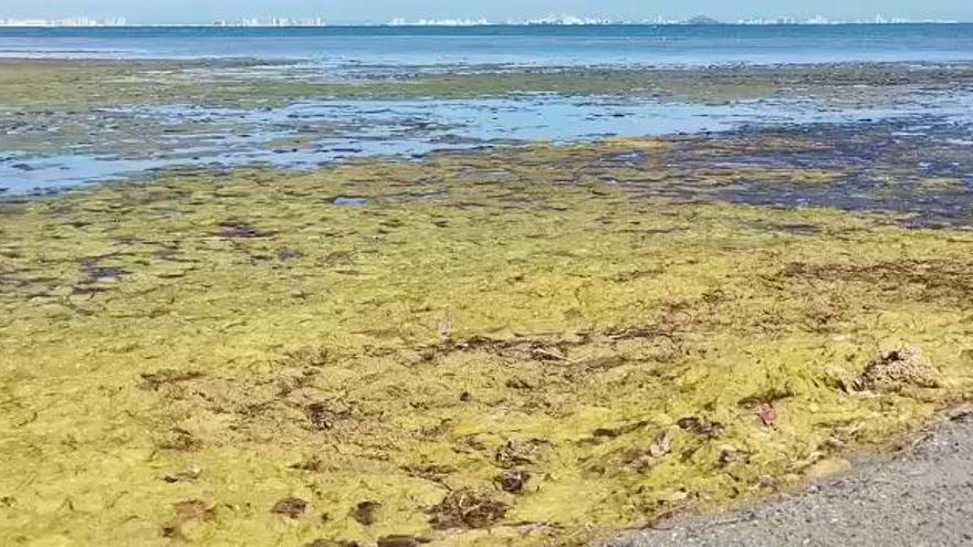 Alarmante presencia de alga amarillenta en Los Urrutias