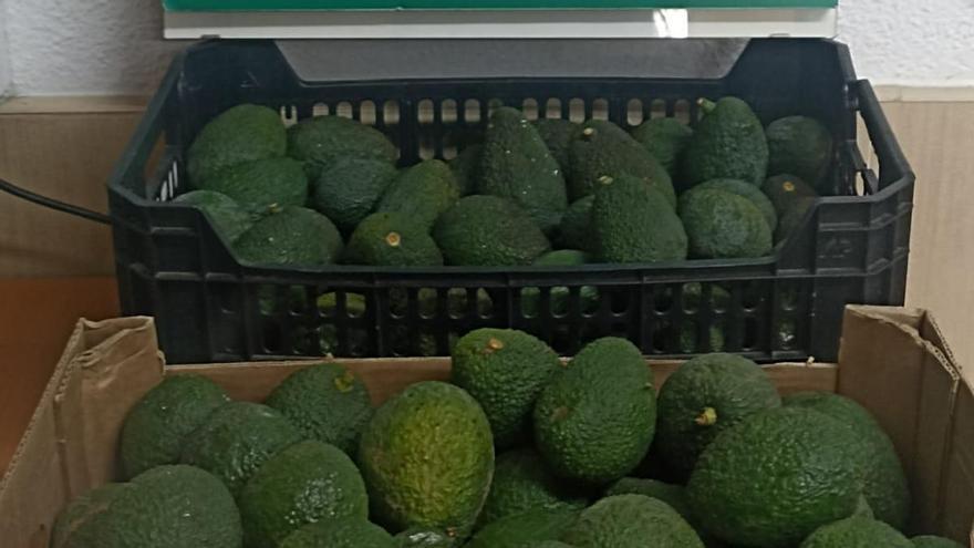 Intervienen 29 kilos de aguacates que se vendían de forma ilegal en El Sauzal