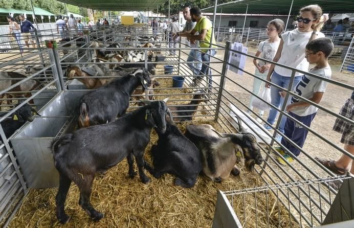 ARUCAS GRAN CANARIA A 27/05/2017. Feria de Ganado en la Granja del Cabildo de Gran Canaria. FOTO: J.PÉREZ CURBELO