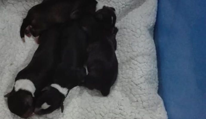 Abandona una bolsa con seis cachorros recién nacidos en un contenedor