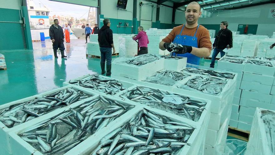 La lonja pesquera de Torrevieja se ha llenado de cajas de capturas de boquerón en las dos últimas jornadas tras meses de una actividad a medio gas. | JOAQUÍN CARRIÓN
