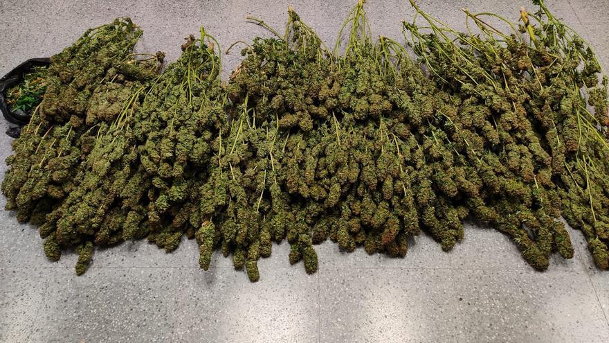 Sorprendido con más de 20 kilos de marihuana en bolsas de basura en Murcia