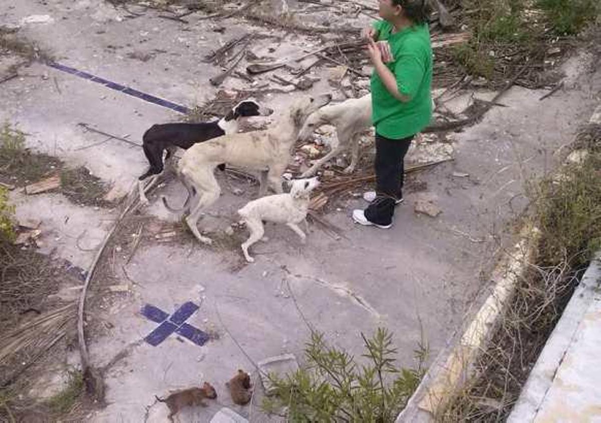 Los animales se encontraban atados en el interior de una piscina abandonada.