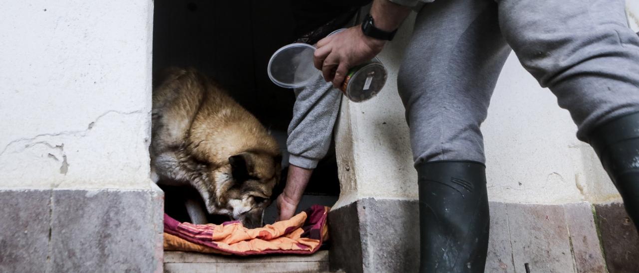 El Albergue de Animales pide mantas y alfombras viejas para que los perros combatan el frío