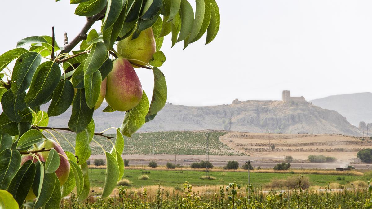 La cooperativa representa el 78 %. de la  DOP Pera de Jumilla