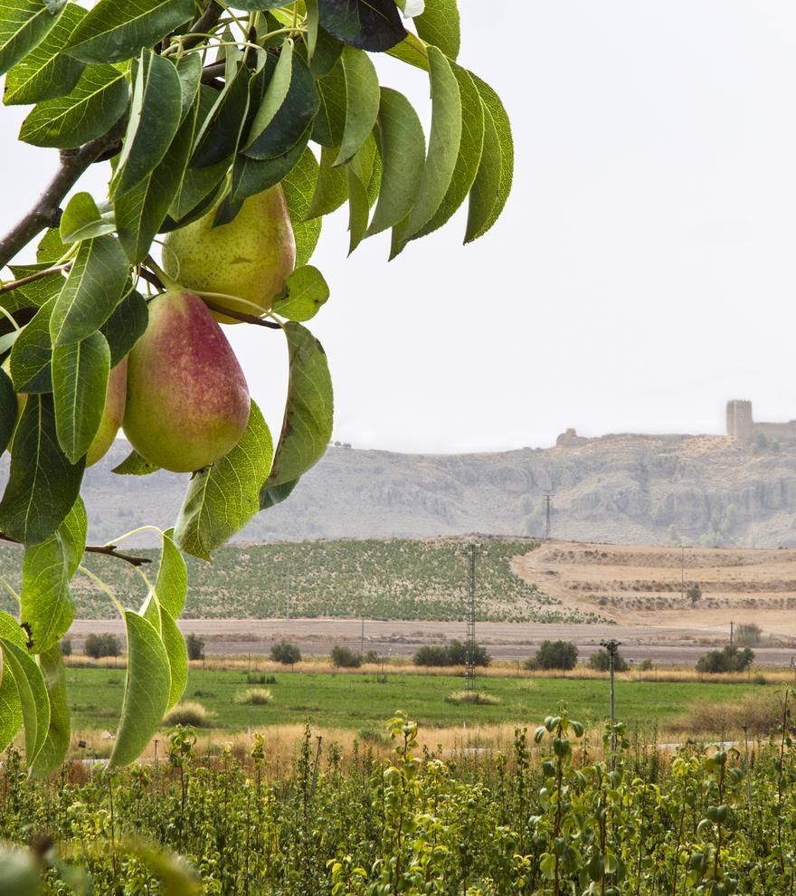 Campos de Jumilla | La adaptación a las necesidades de un mercado sostenible