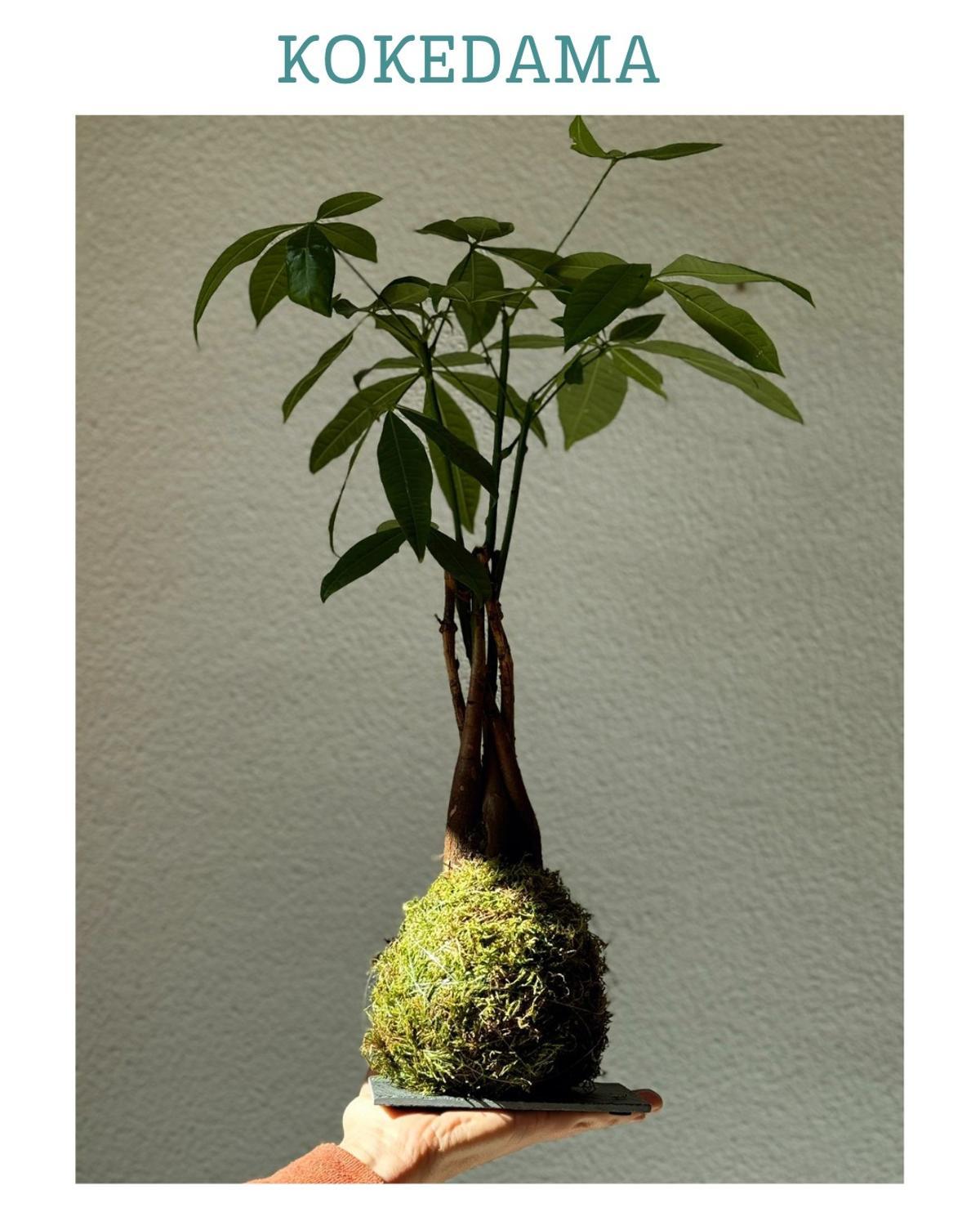Una de las plantas de kokedama de Tamara
