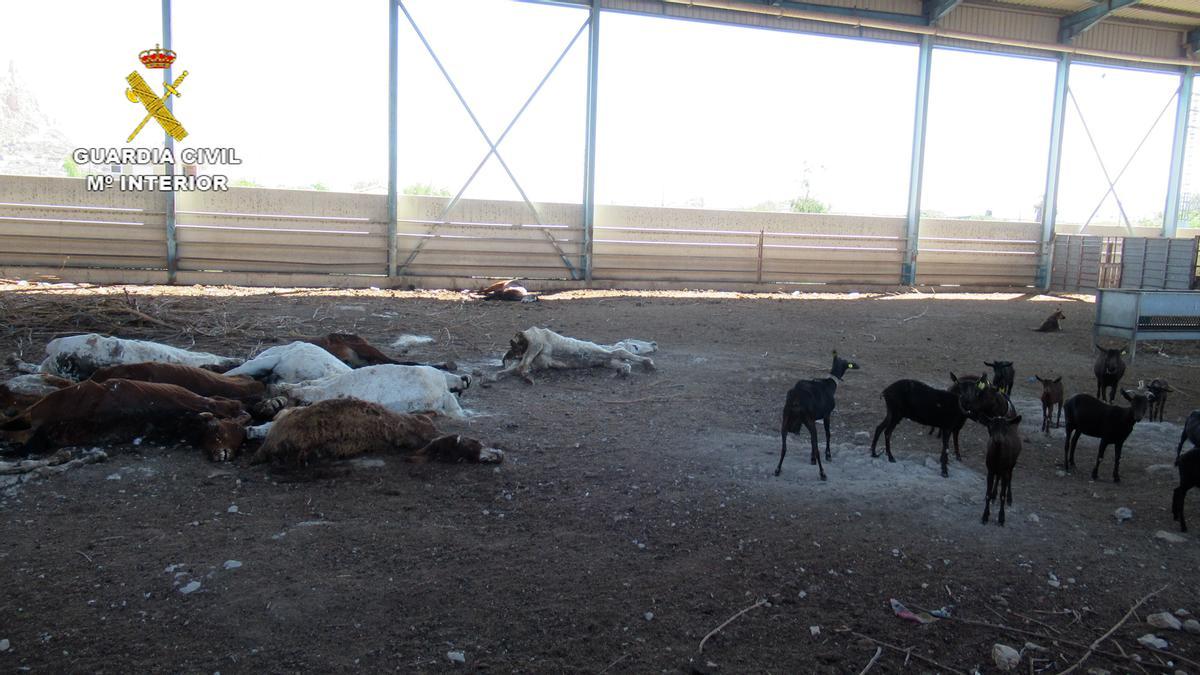 Varios animales vivos convivían con los cadáveres en una de las naves.