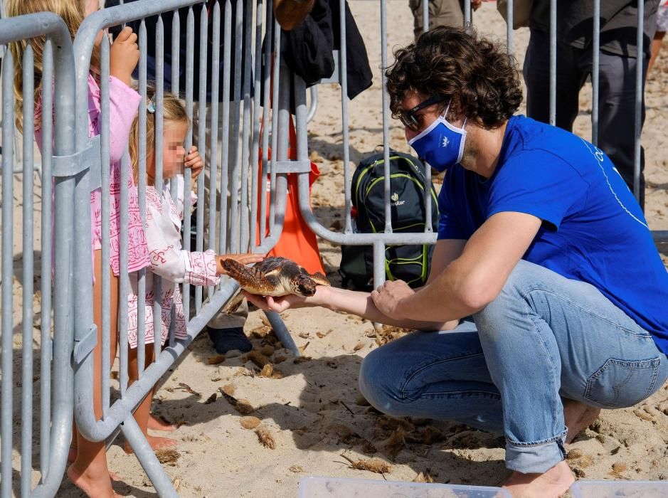 Liberadas en Ibiza 26 tortugas de la primera puesta registrada en Baleares