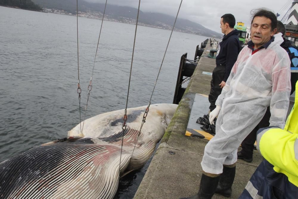Remolcan a Marín una ballena de 20 metros muerta