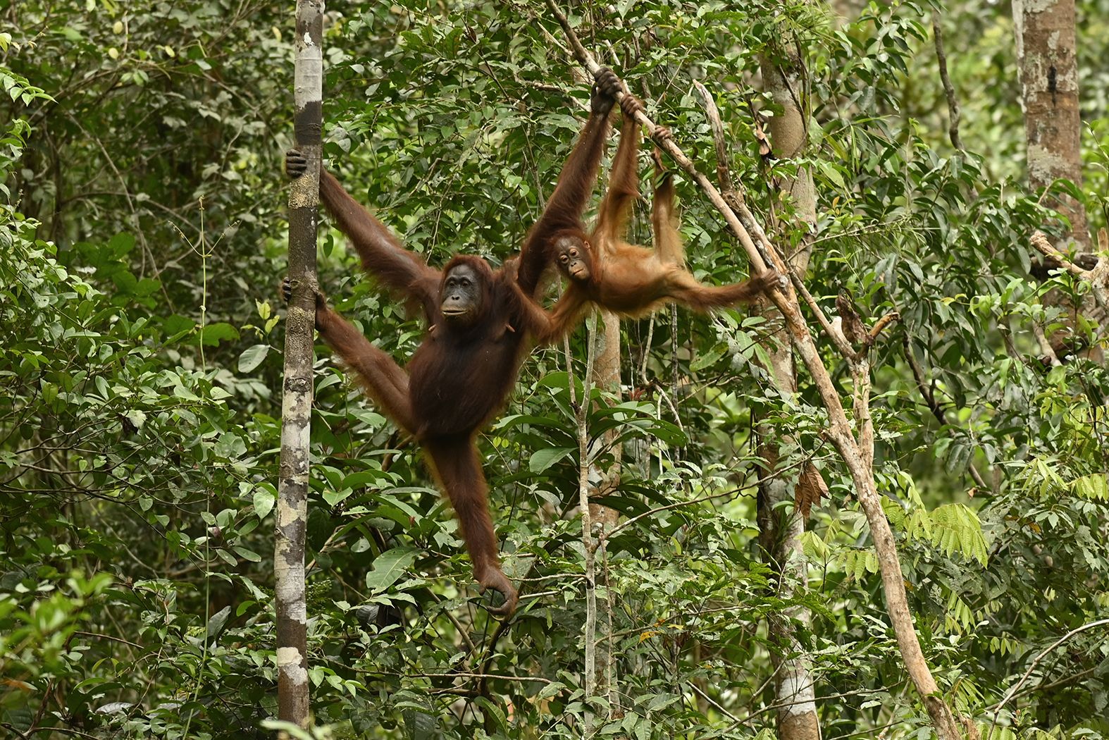 Orangutanes en la isla de Borneo.