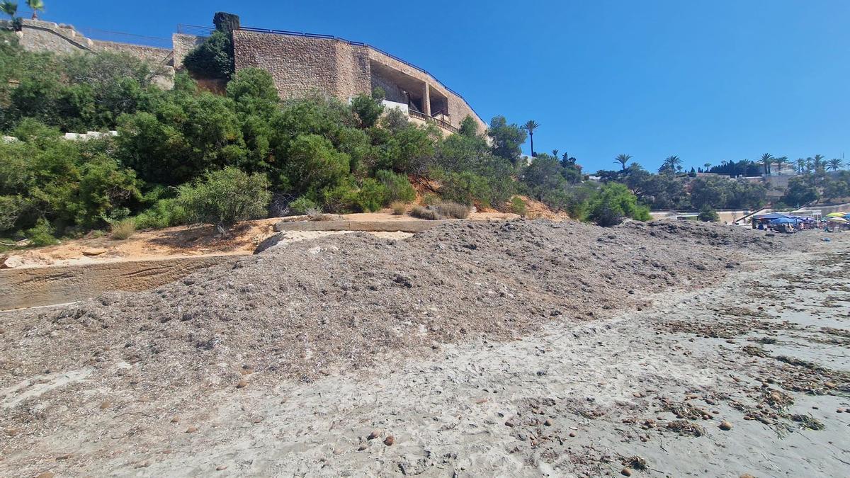 Algas acumuladas estos días en la playa de La Caleta en Cabo Roig