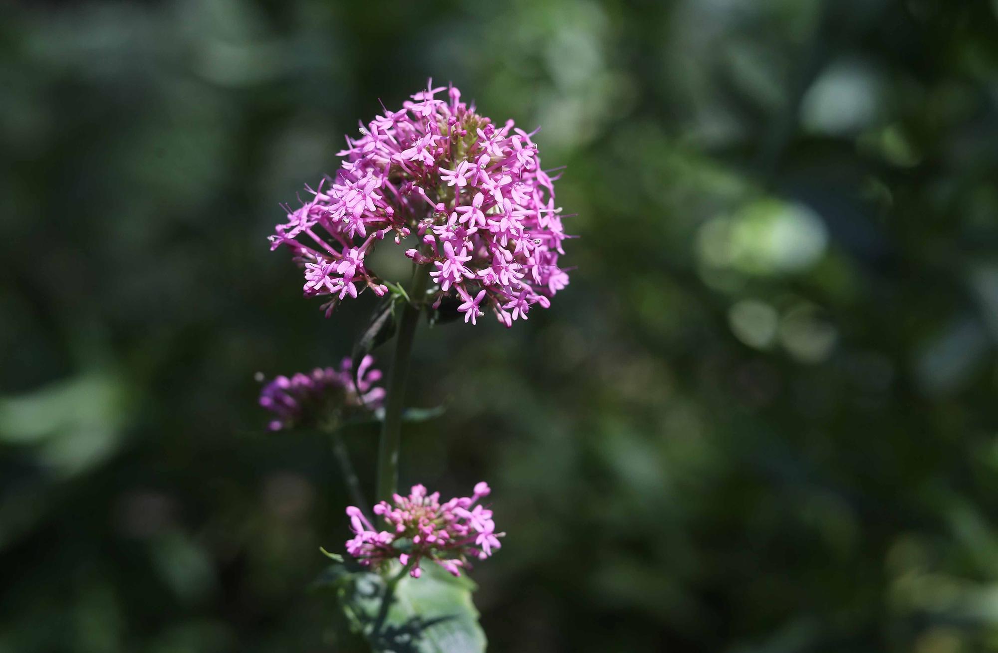 Las flores del Jardín Botánico en primavera