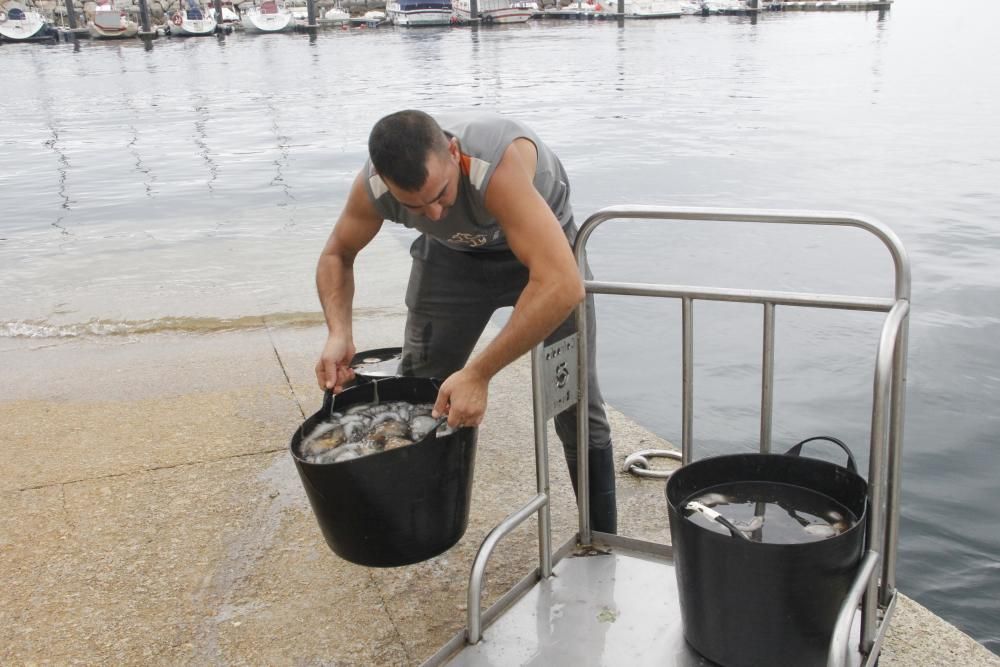 Las primeras descargas de pulpo en el puerto de Bueu // Santos Álvarez