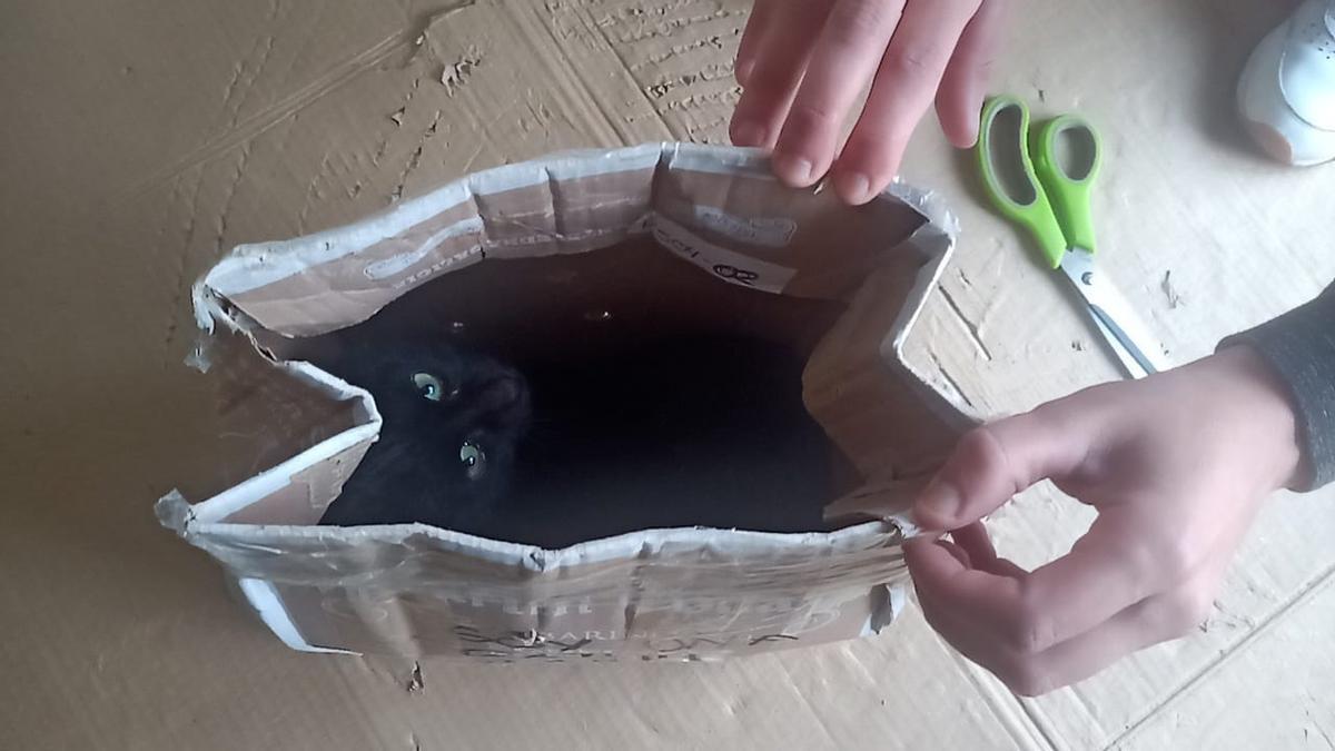 La gata dentro de la caja en la que fue abandonada.