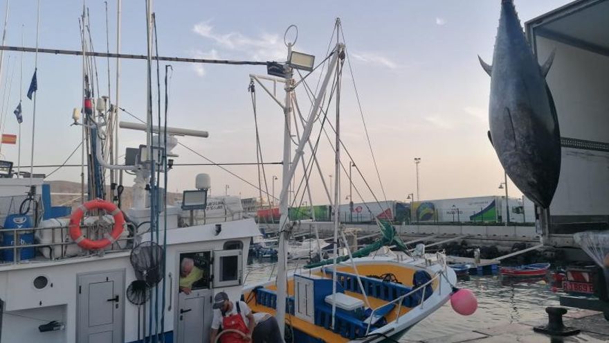 The first bigeye caught in the campaign arrive in Los Cristianos