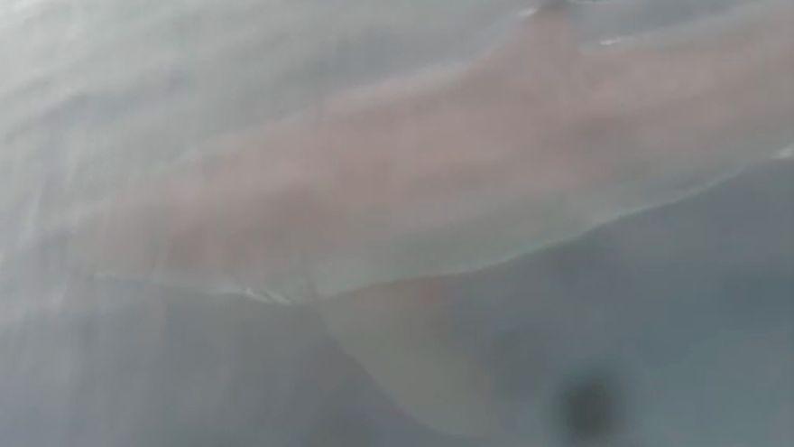 El encuentro con un gran tiburón blanco a diez millas de la costa