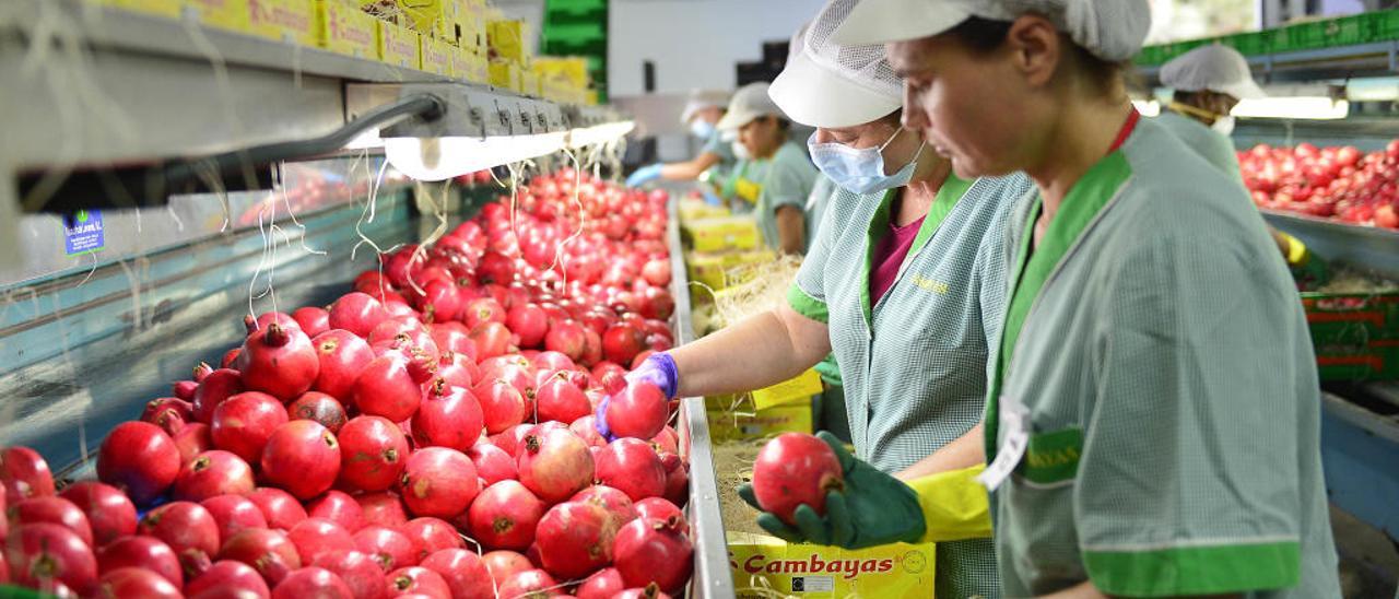 Trabajadoras envasan granadas de variedades tempranas en una cooperativa del Camp d&#039;Elx, para distribuirlas por los mercados.