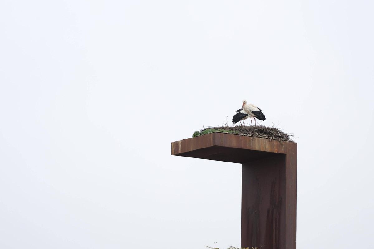 Fotogalería | Búscate en las imágenes de la media maratón de Malpartida de Cáceres