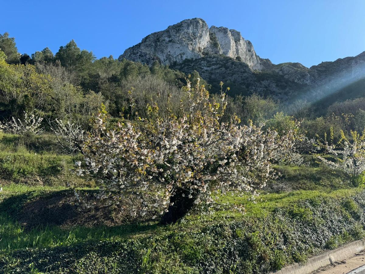 Florecen los cerezos: paisaje moteado de blanco en la Vall de Gallinera (imágenes)