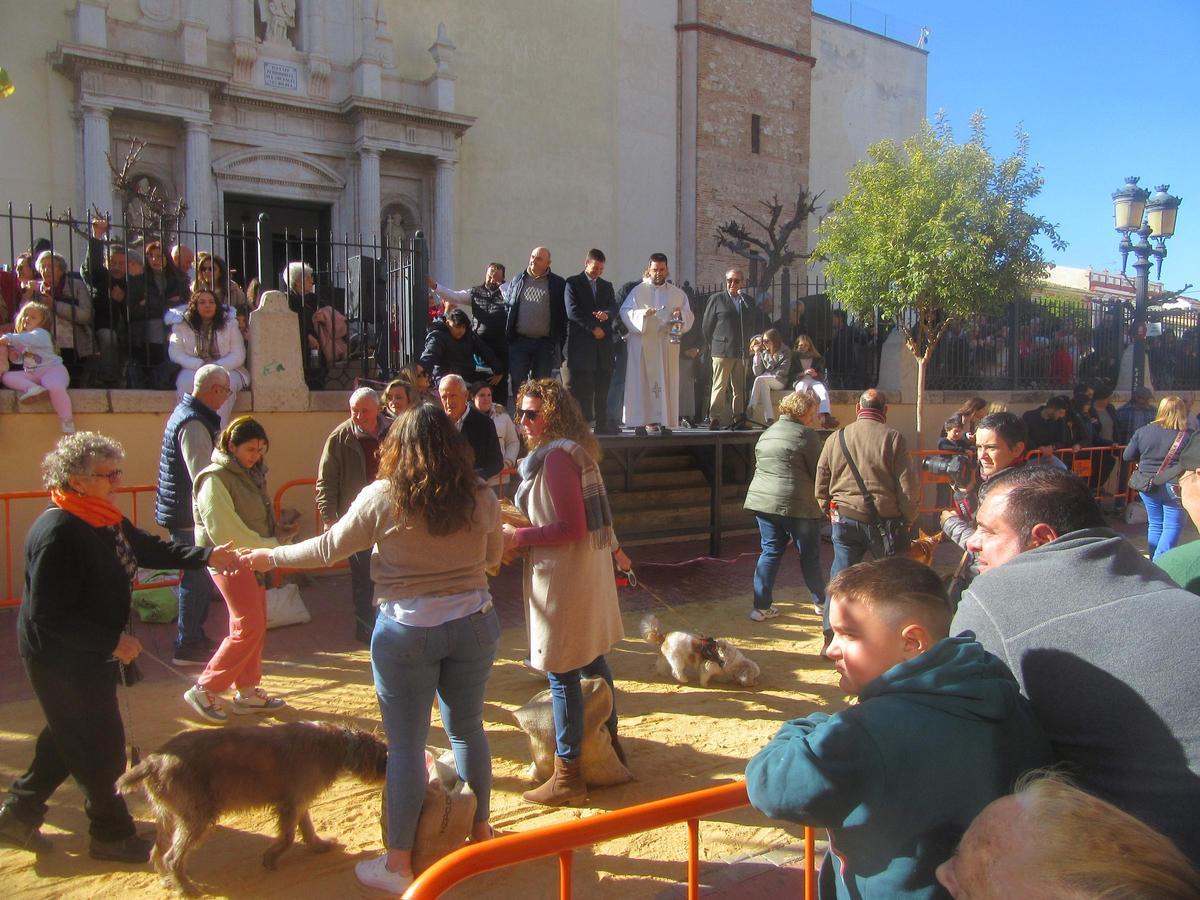 Bendición de animalesen Burjassot.