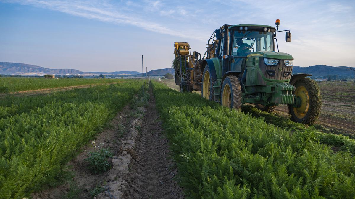 Recolección de zanahoria en los campos de la cooperativa Agrícola Villena.