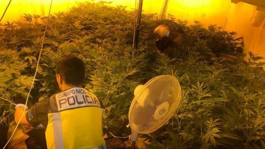 Cae un clan familiar que cultivaba marihuana en Daimús