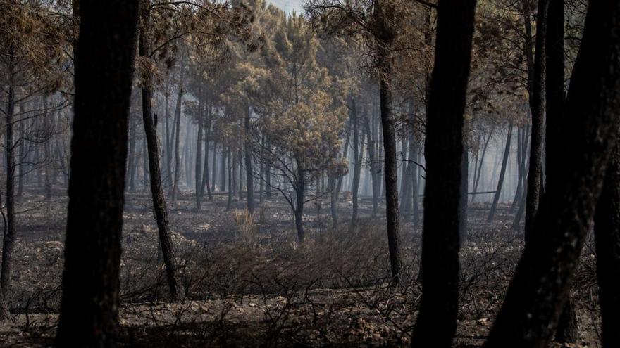 Imagen del incendio de la Sierra de la Culebra este verano. | E. F.