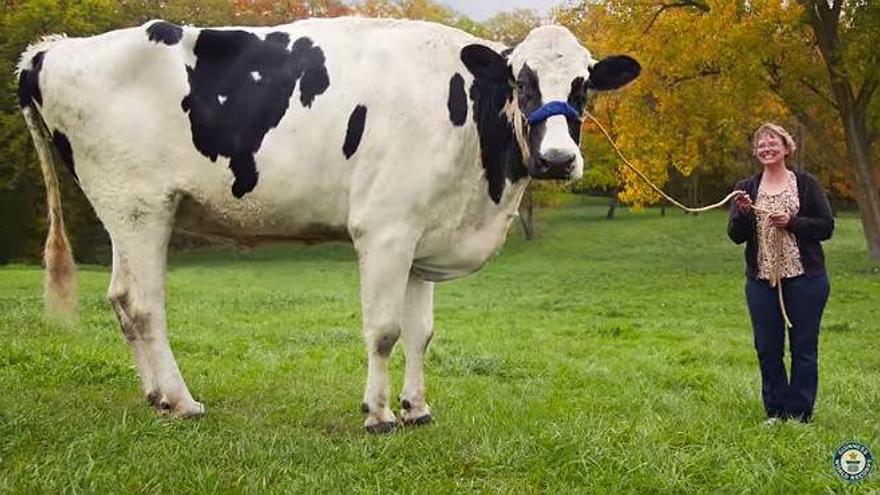 Fallece Blosom, la vaca más alta del mundo