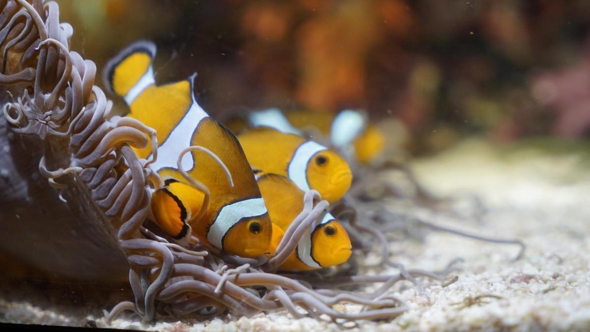 Exemplars de peixos pallasso o peixos anemone (‘Amphiprion ocellaris’) a l’Oceanogràfic de València.