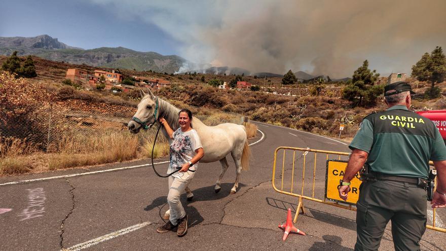 Más de 3.400 cabezas de ganado han sido reubicadas debido al incendio en Tenerife