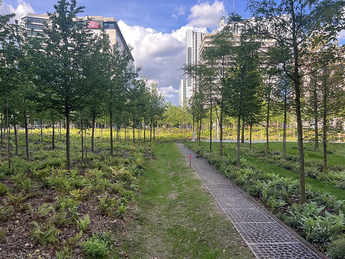Nuevo bosquete urbano en la plaza Cataluña de París, en 2024.